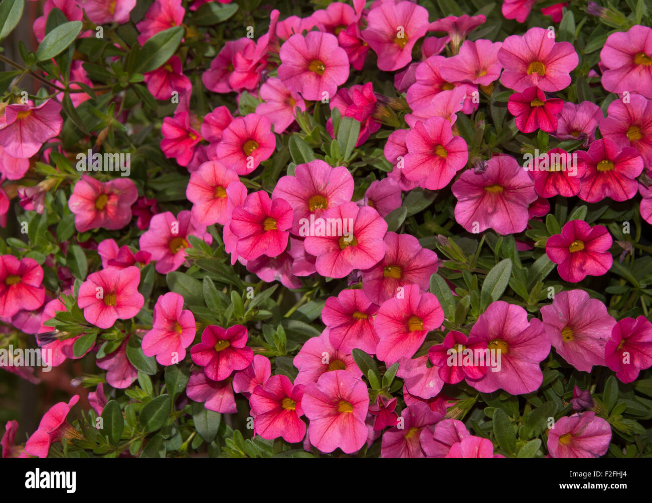 Calibrachoa, Mini Petunia, flower masses in pink Stock Photo