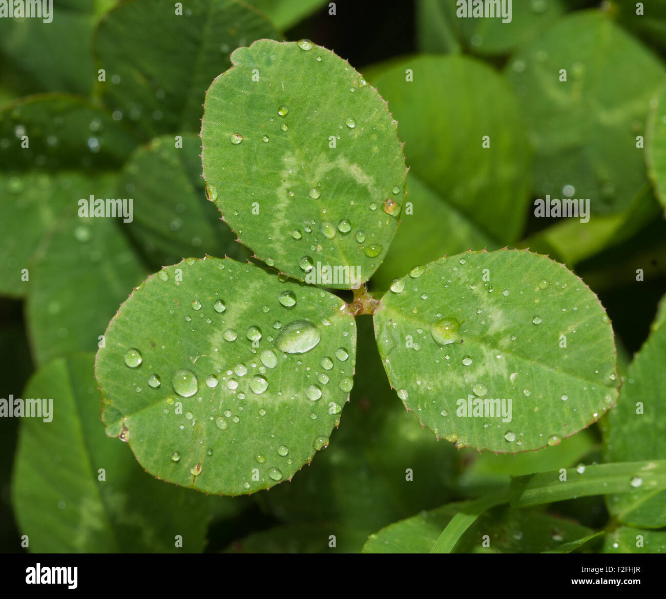 White Clover leaf with raindrops in summer Stock Photo