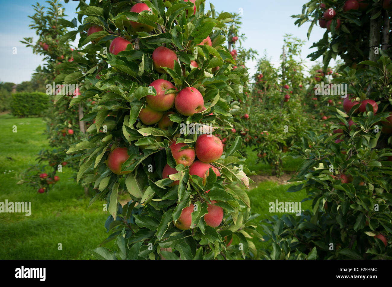 Яблоня белое иммунное. Яблоня колоновидная телеймон. 10 сортов яблони. Яблоня кутузовец. Яблоня мельба.