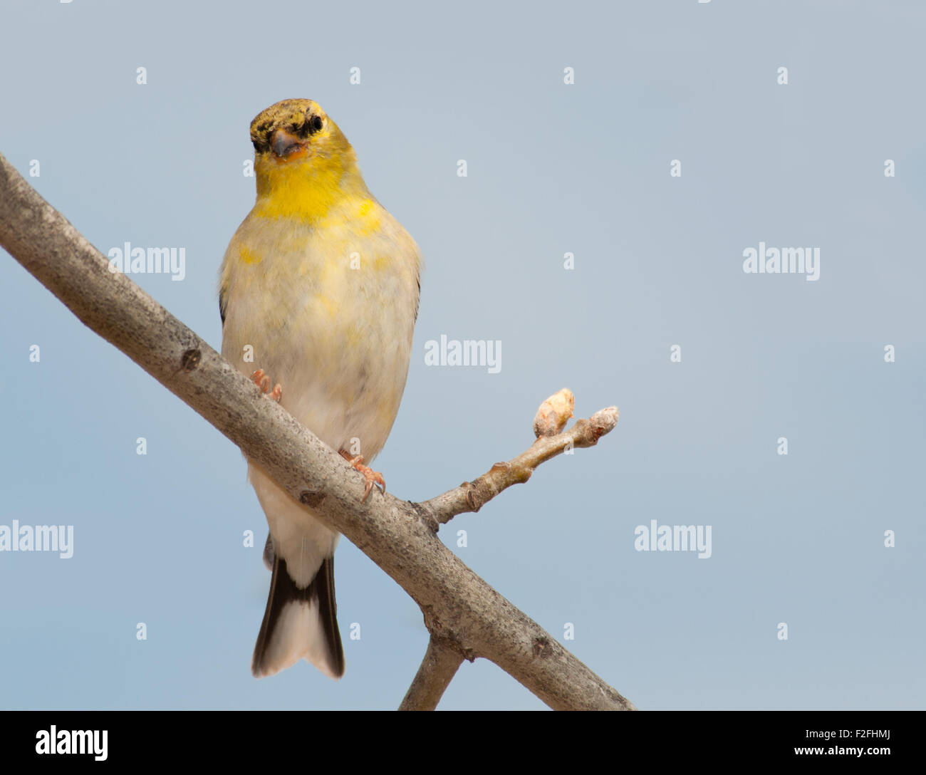American Goldfinch male, in transition from dull winter coloring to bright summer color Stock Photo