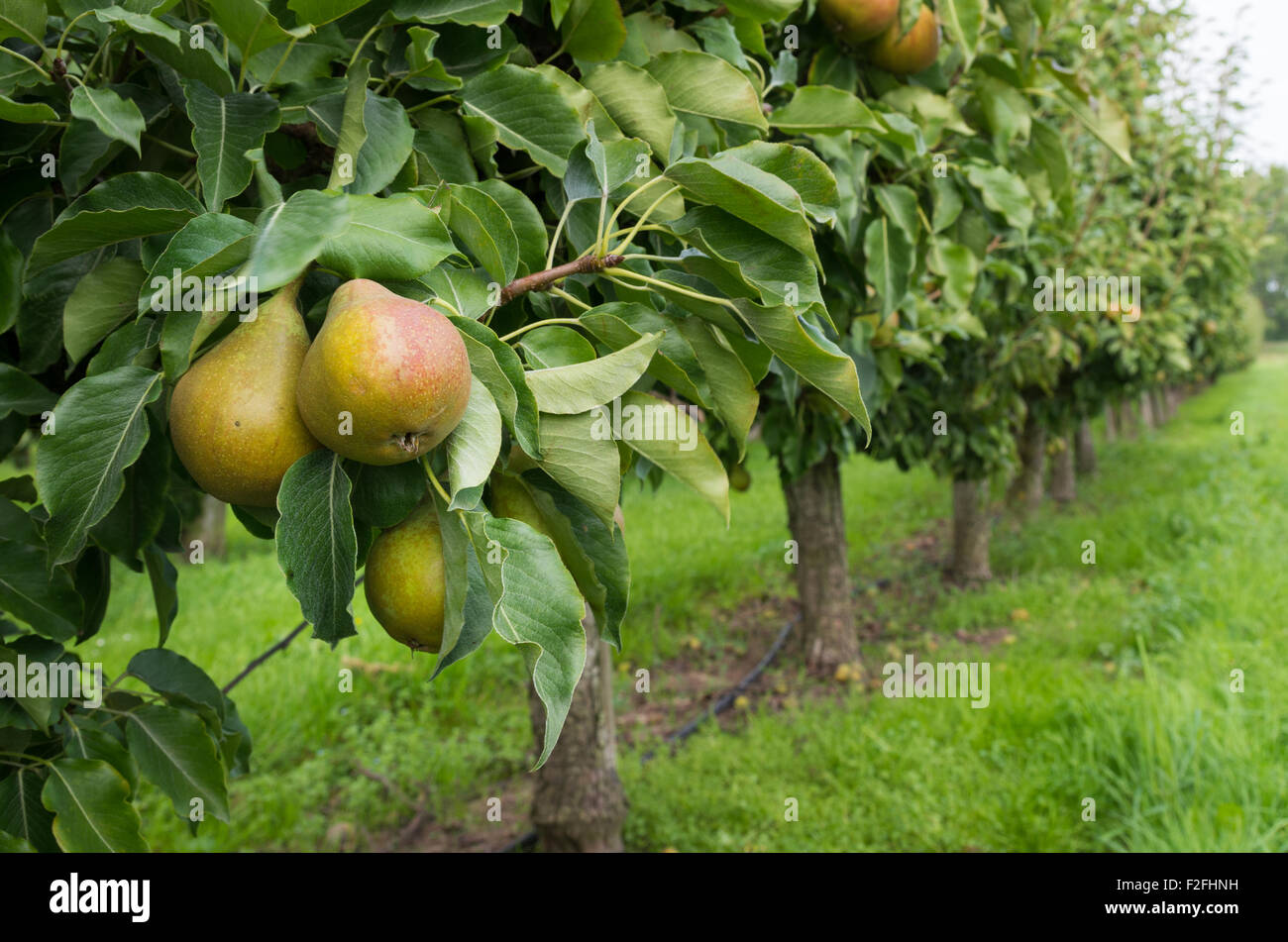pears ready for harvest in a pear orchard in the netherlands Stock