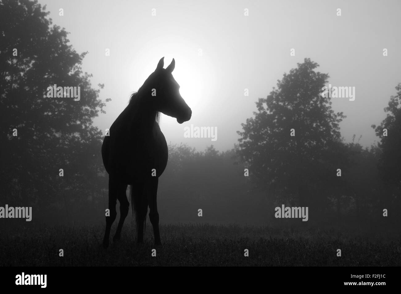 Black and white image of an Arabian horse in for at sunrise, silhouetted against sun Stock Photo