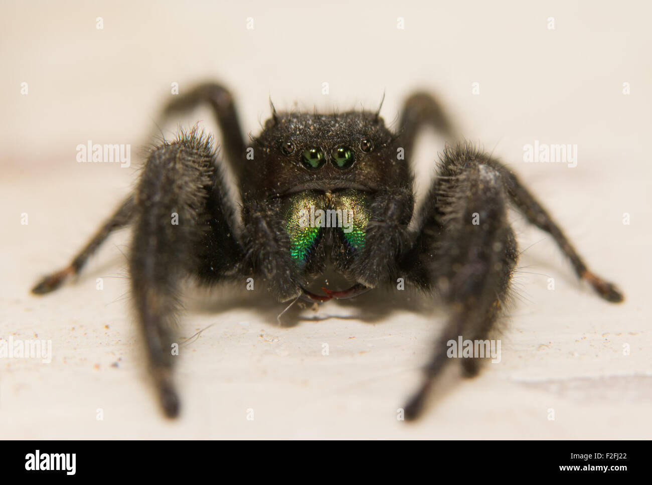 Adorably cute male Red-backed jumping spider, Phidippus johnsoni, looking like an alien with his multiple eyes Stock Photo