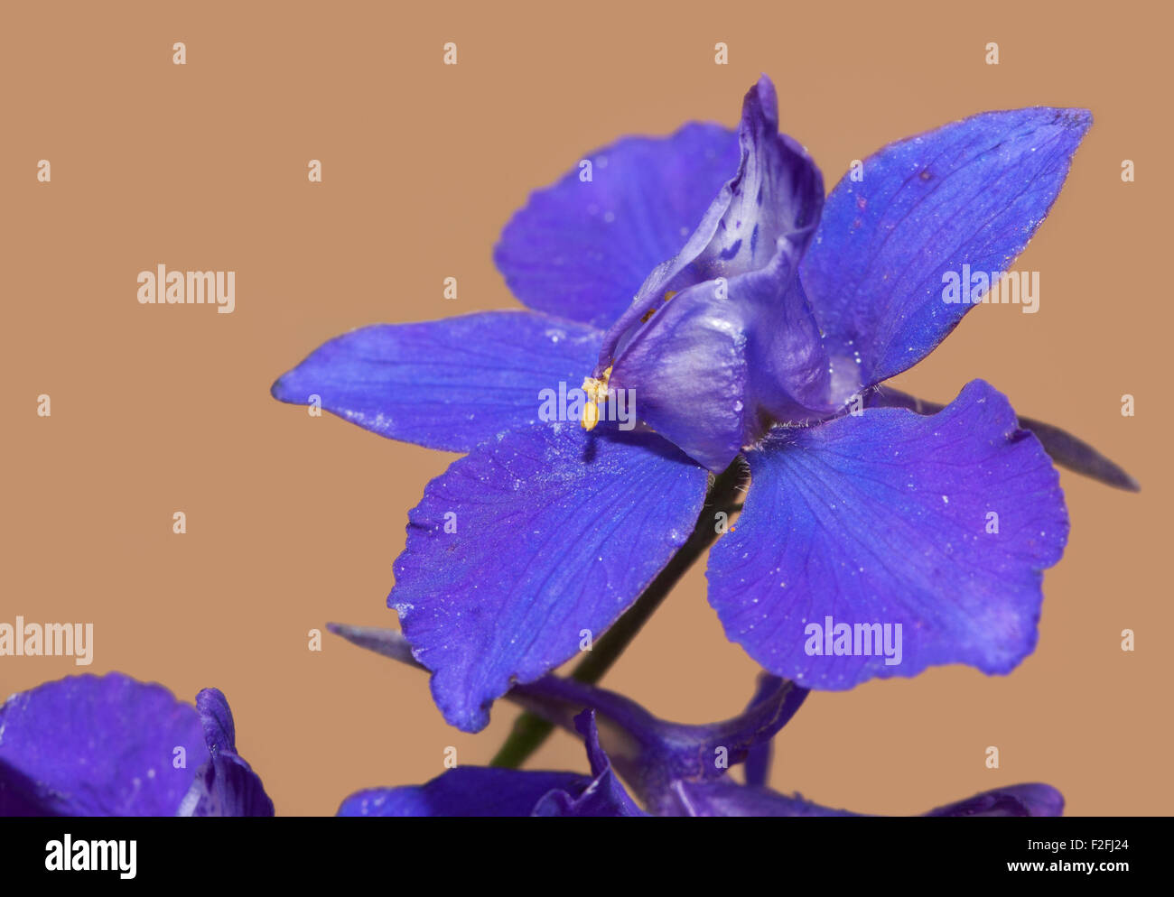 Closeup of a deep purple Larkspur flower Stock Photo