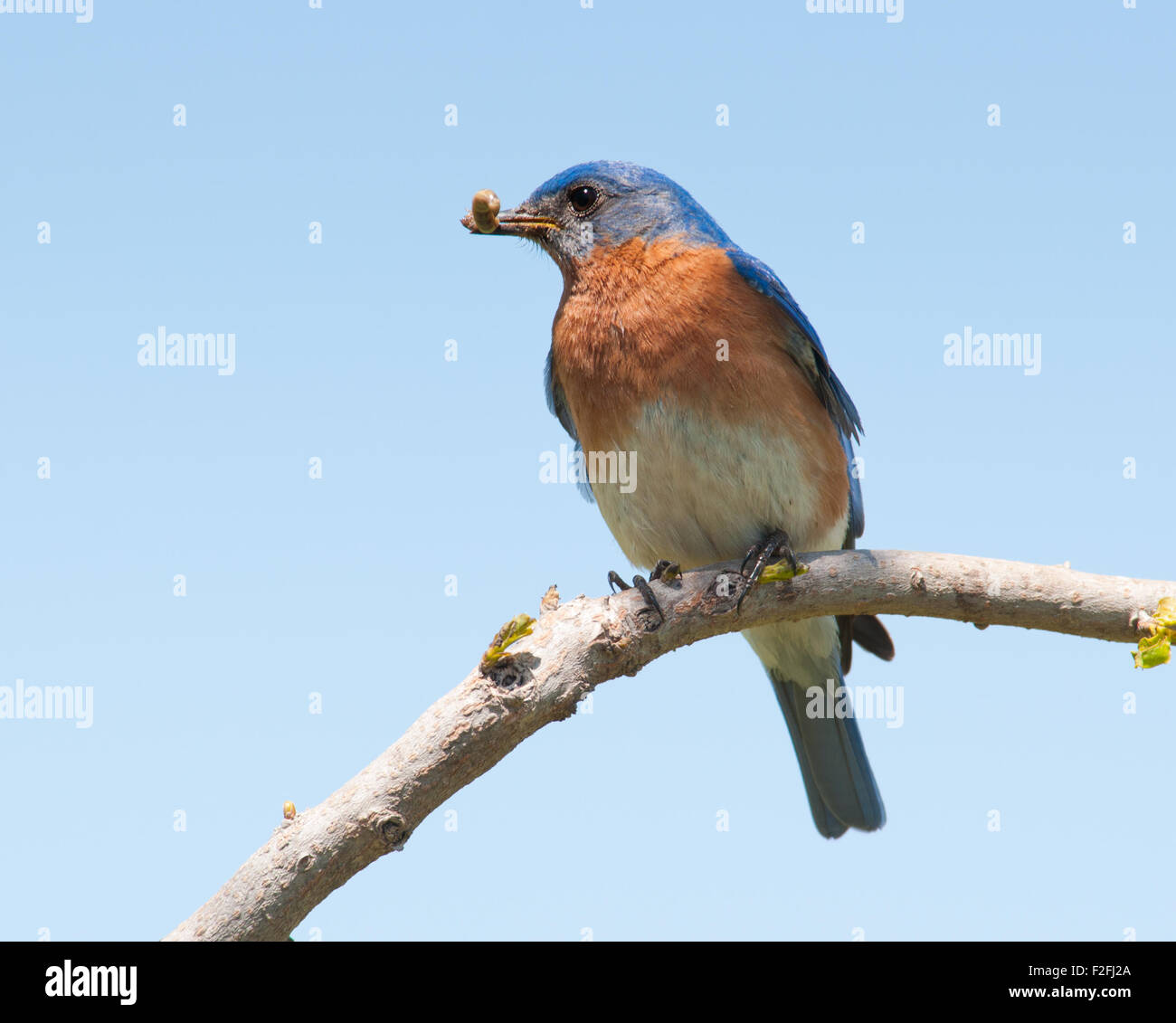 Male Eastern Bluebird with an insect in his beak for the brood Stock Photo