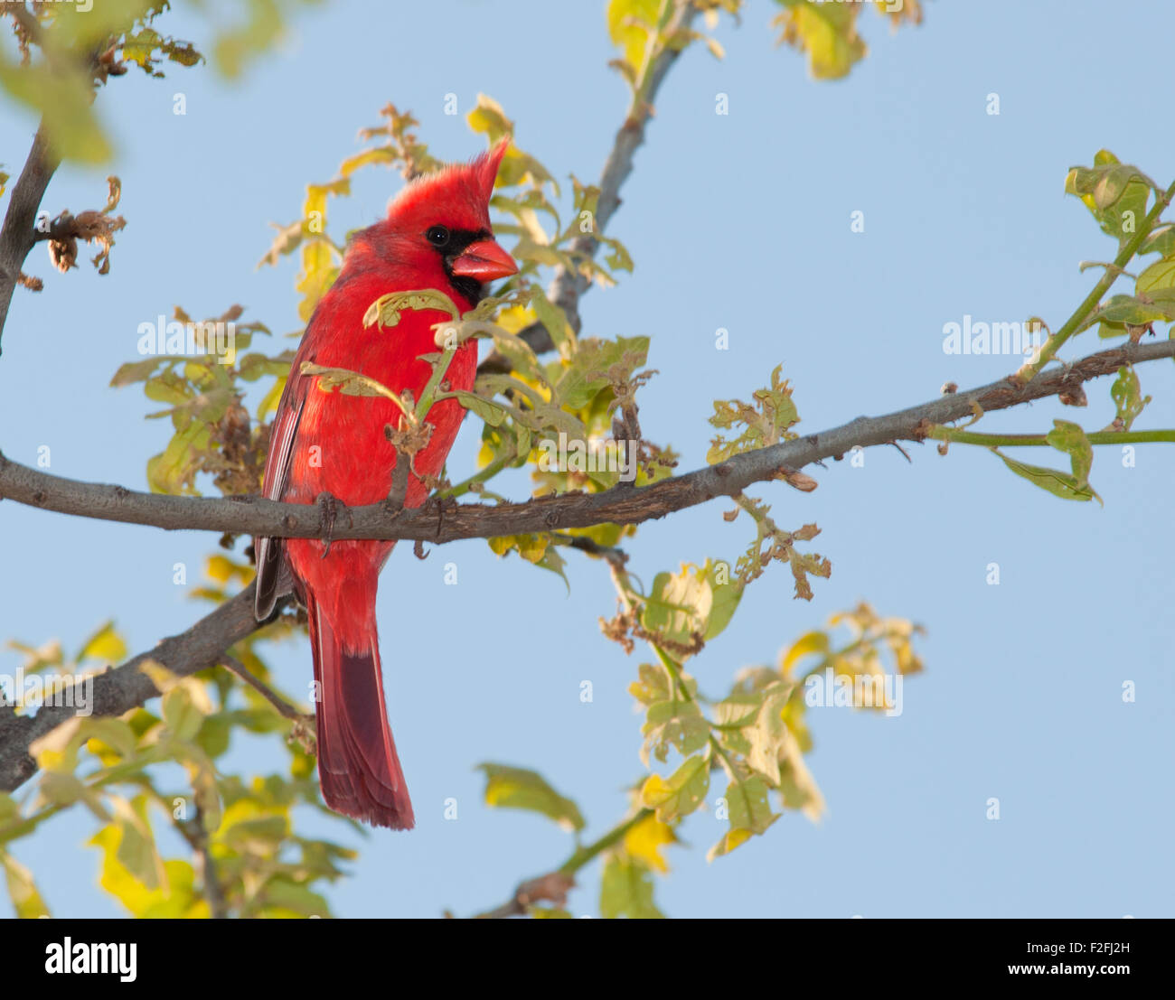 Male Northern Cardinal  in a tree in early spring Stock Photo