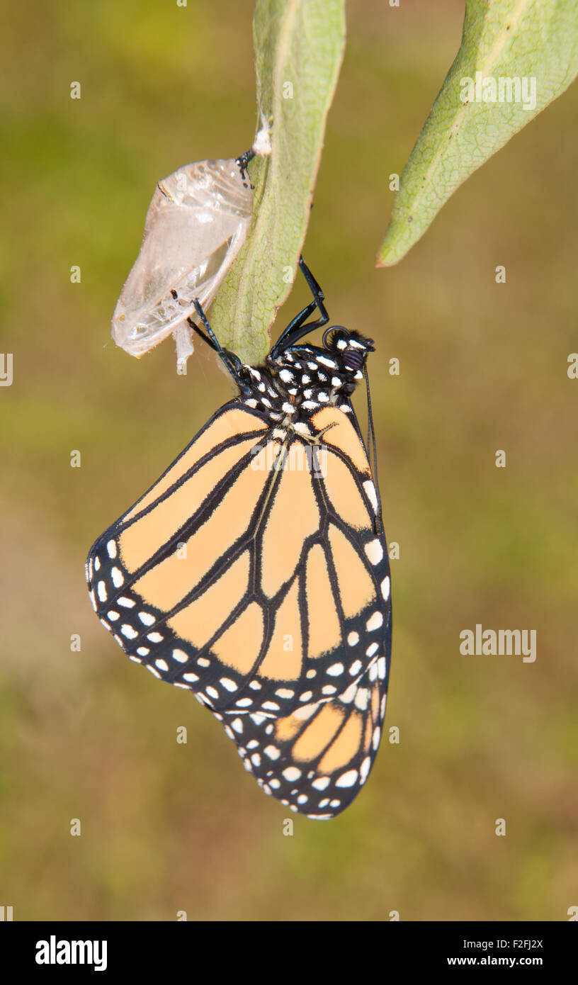 Monarch butterfly moments after eclosion from its chrysalis, waiting for its wings to fill up Stock Photo