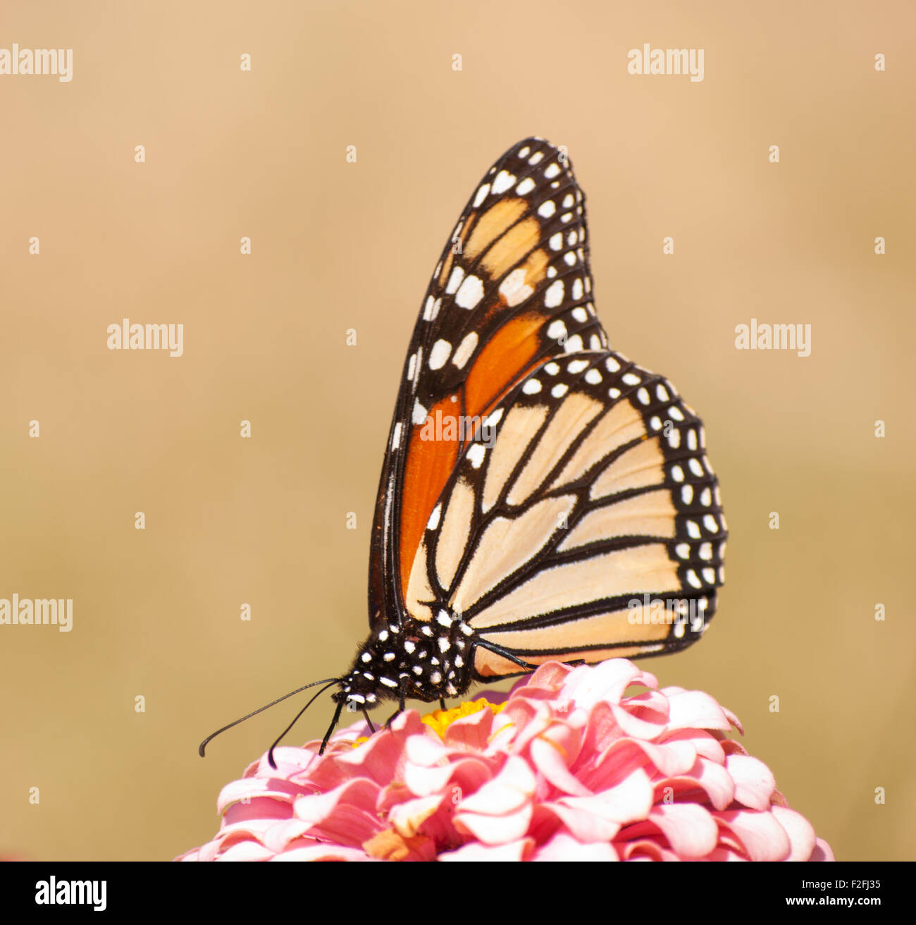 Beautiful Monarch butterfly, Danaus plexippus, feeding on a light pink Zinnia flower Stock Photo