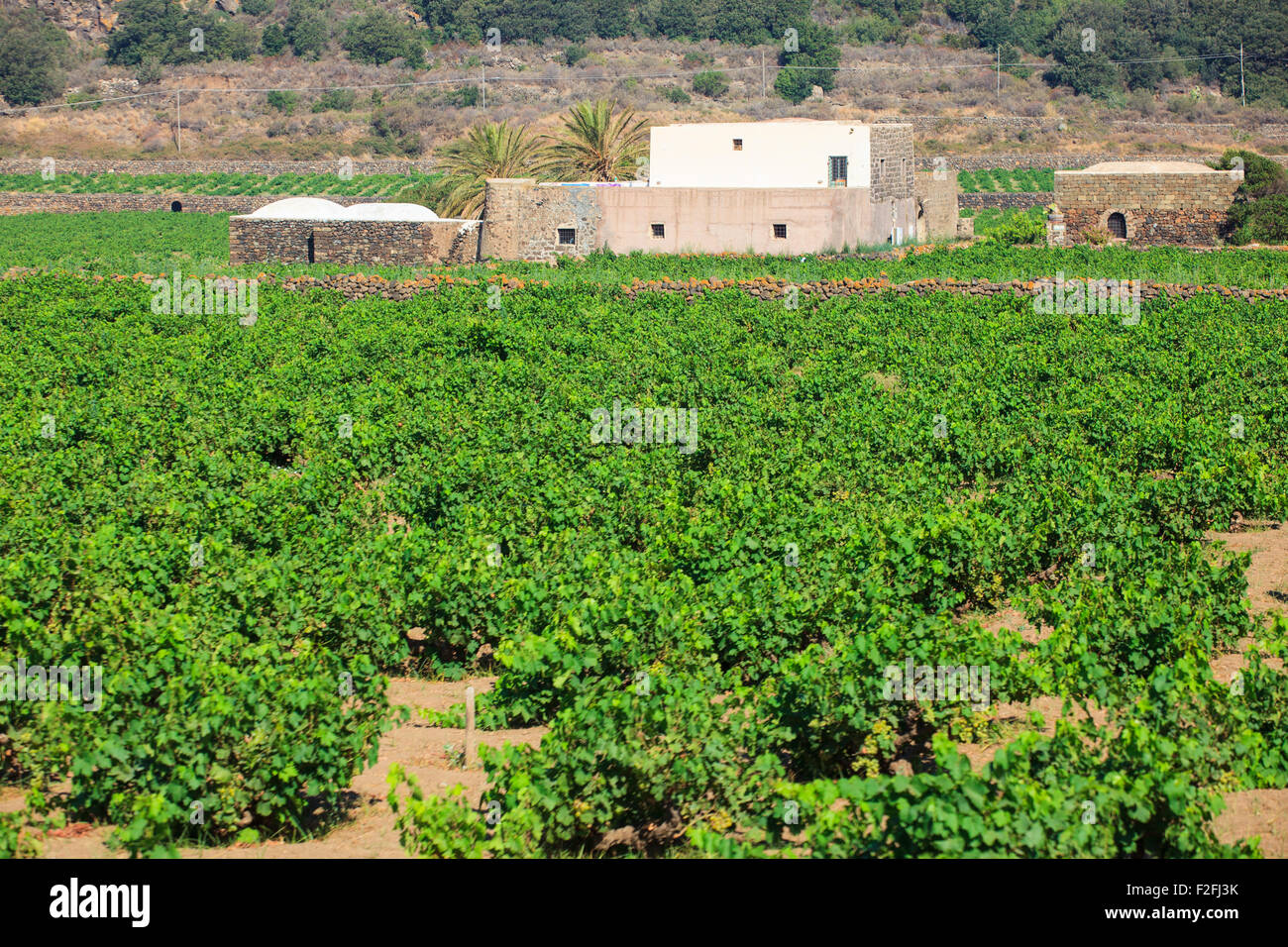 View of zibibbo Plantation in Pantelleria Stock Photo