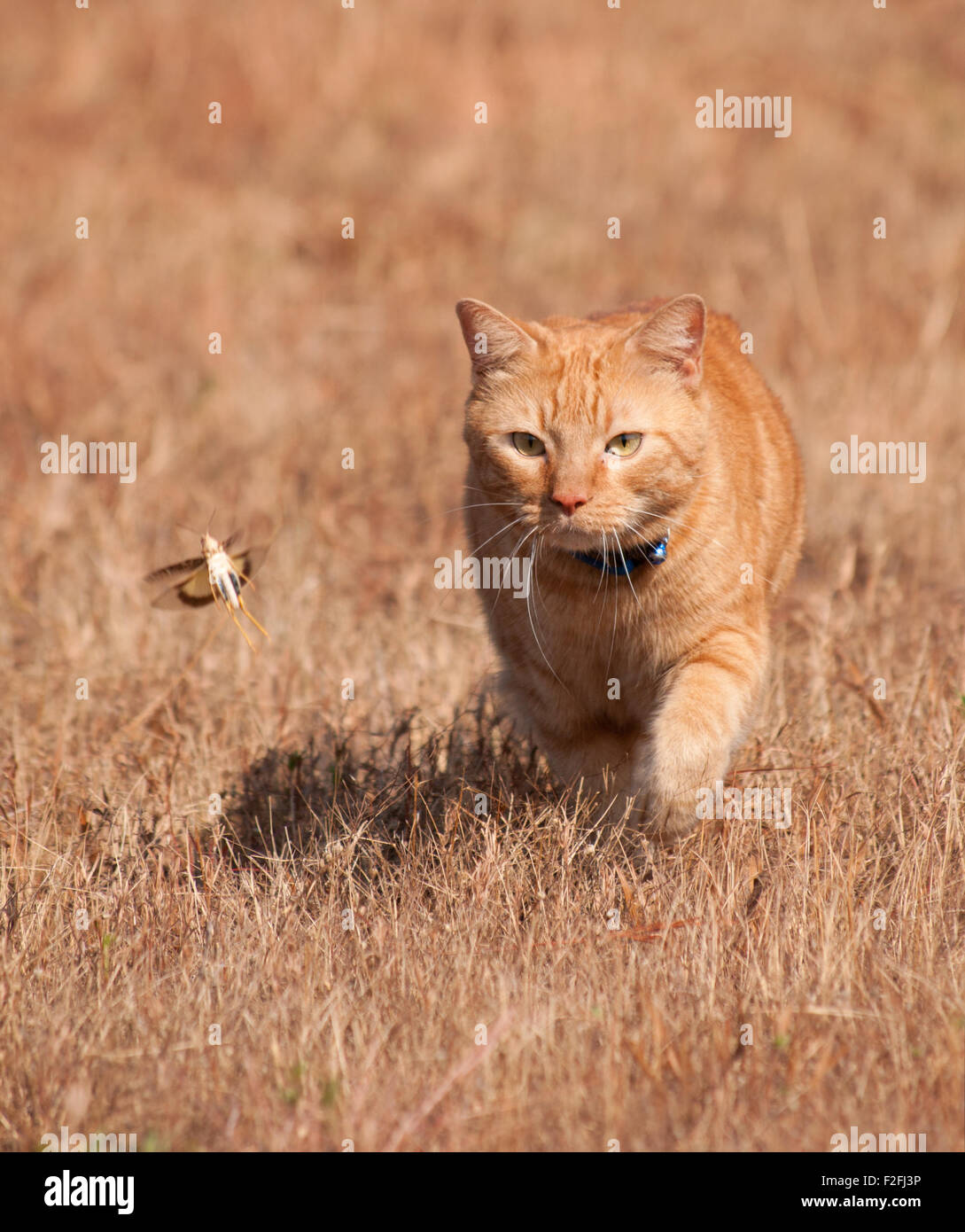 Orange tabby cat hunting a grasshopper in flight, on dry autumn grass background Stock Photo