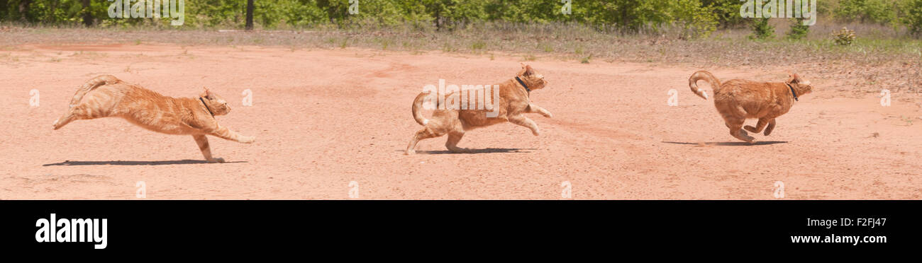 Ginger tabby running across red sand in full speed at different phases of stride, a panorama with three images Stock Photo