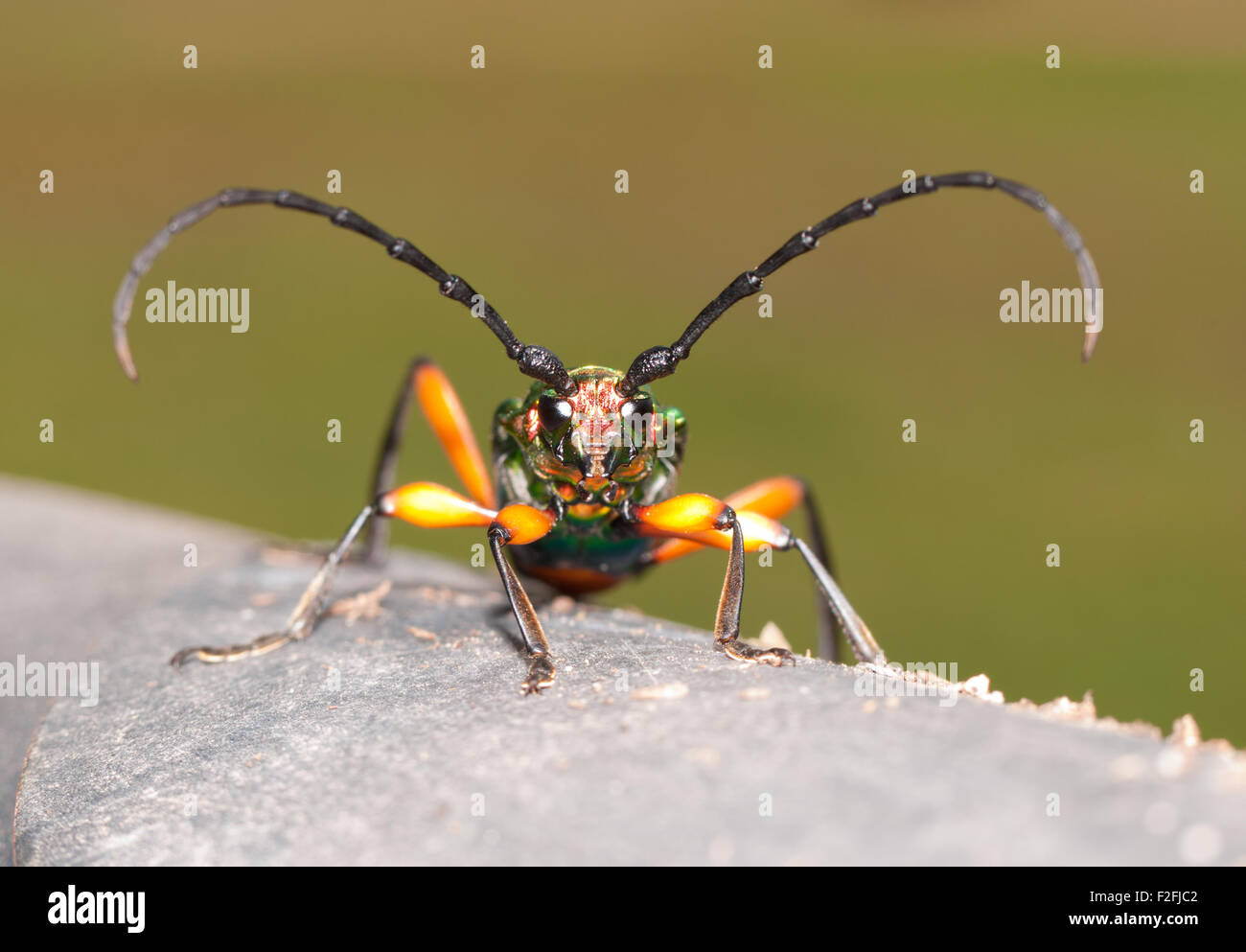 Plinthocoelium suaveolens, a large, iridescent longhorned beetle with beautiful contrasting colors Stock Photo