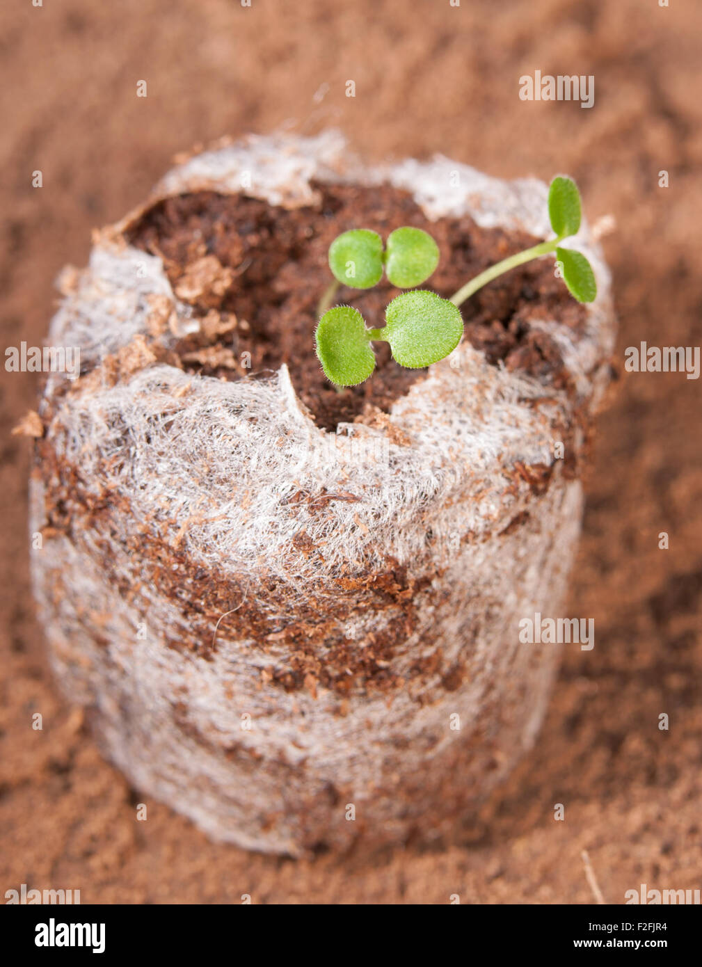 Tiny seedlings growing in peat moss pellet Stock Photo