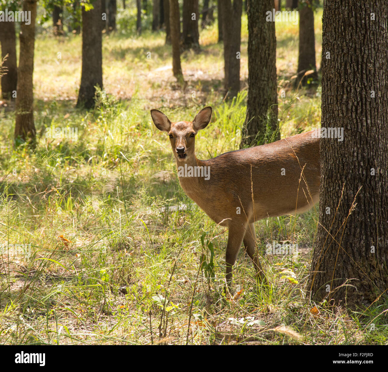 Sika Deer, Cervus nippon, in forest, looking at the viewer partially from behind a tree Stock Photo