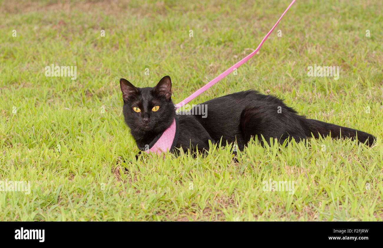 Black cat in harness outdoors Stock Photo