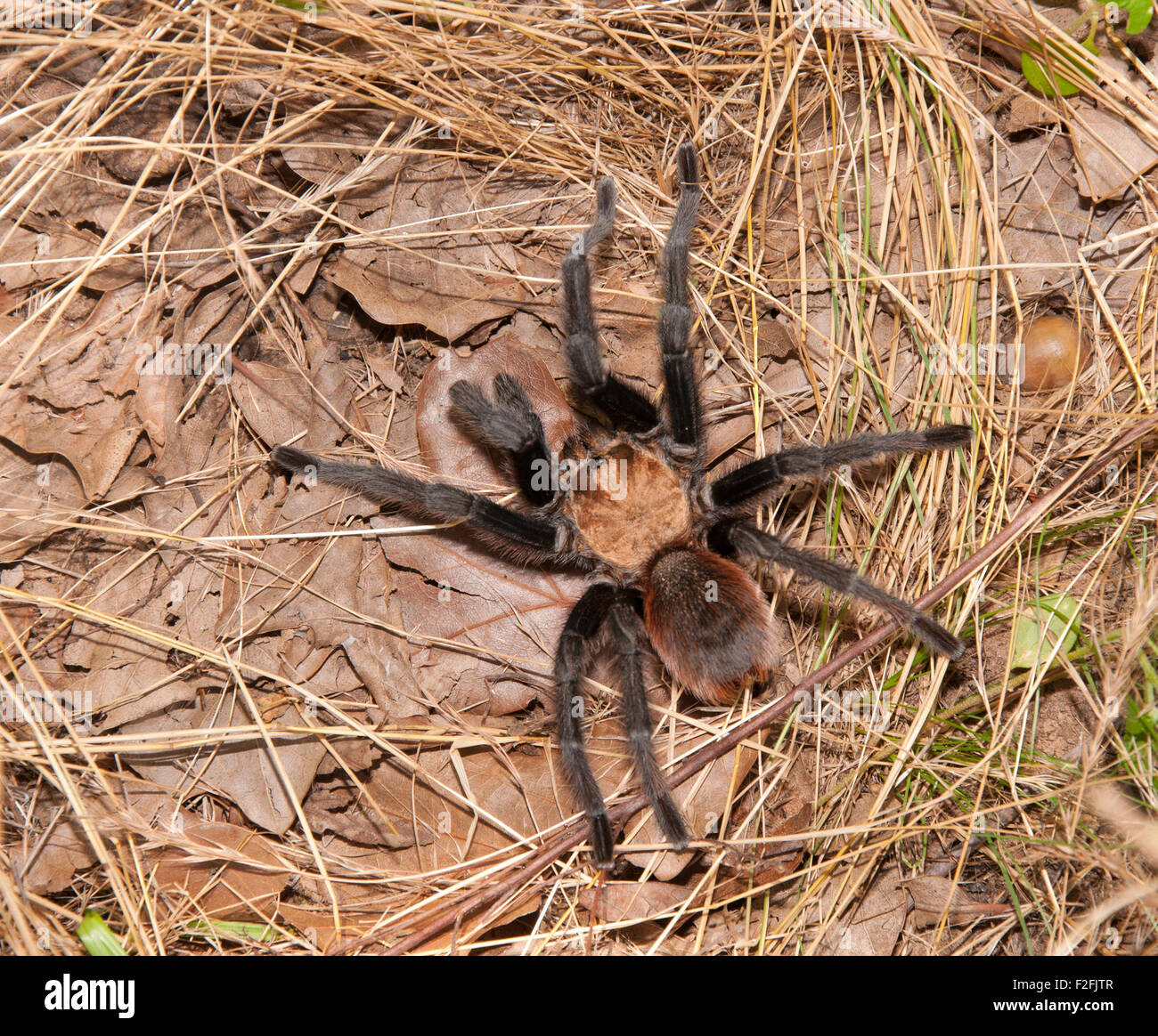 Oklahoma Brown tarantula in its native habitat Stock Photo