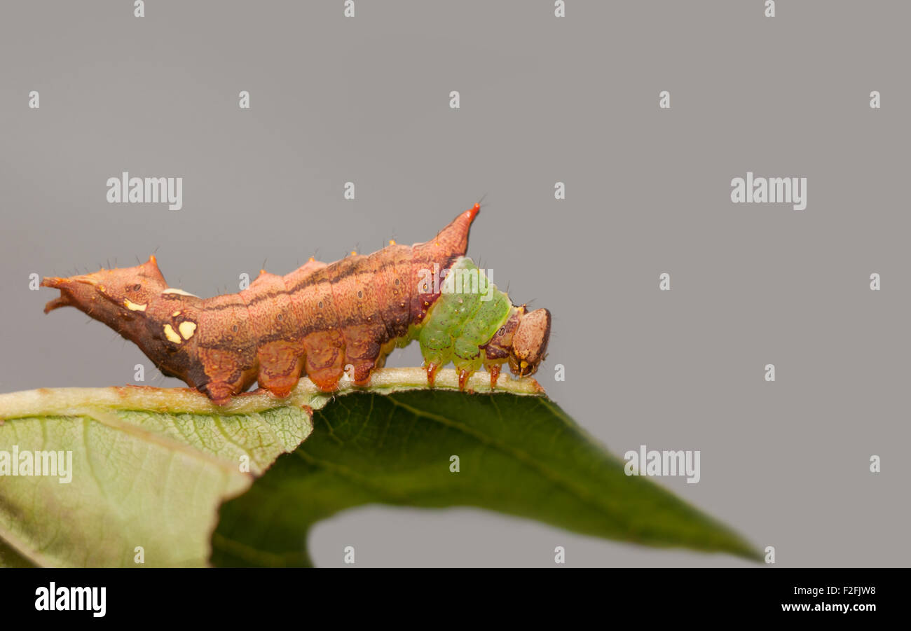 Unicorn Caterpillar moth feeding on a cherry tree leaf Stock Photo