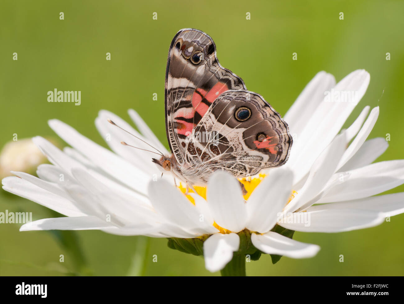 Vanessa virginiensis, American Painted Lady butterfly feeding on a white Daisy in summer garden Stock Photo