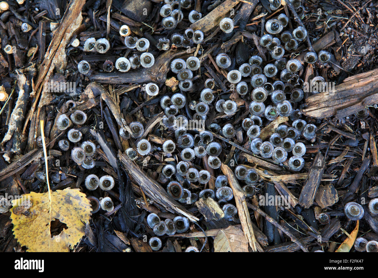 Bird's nest fungus on wood chip mulch Stock Photo