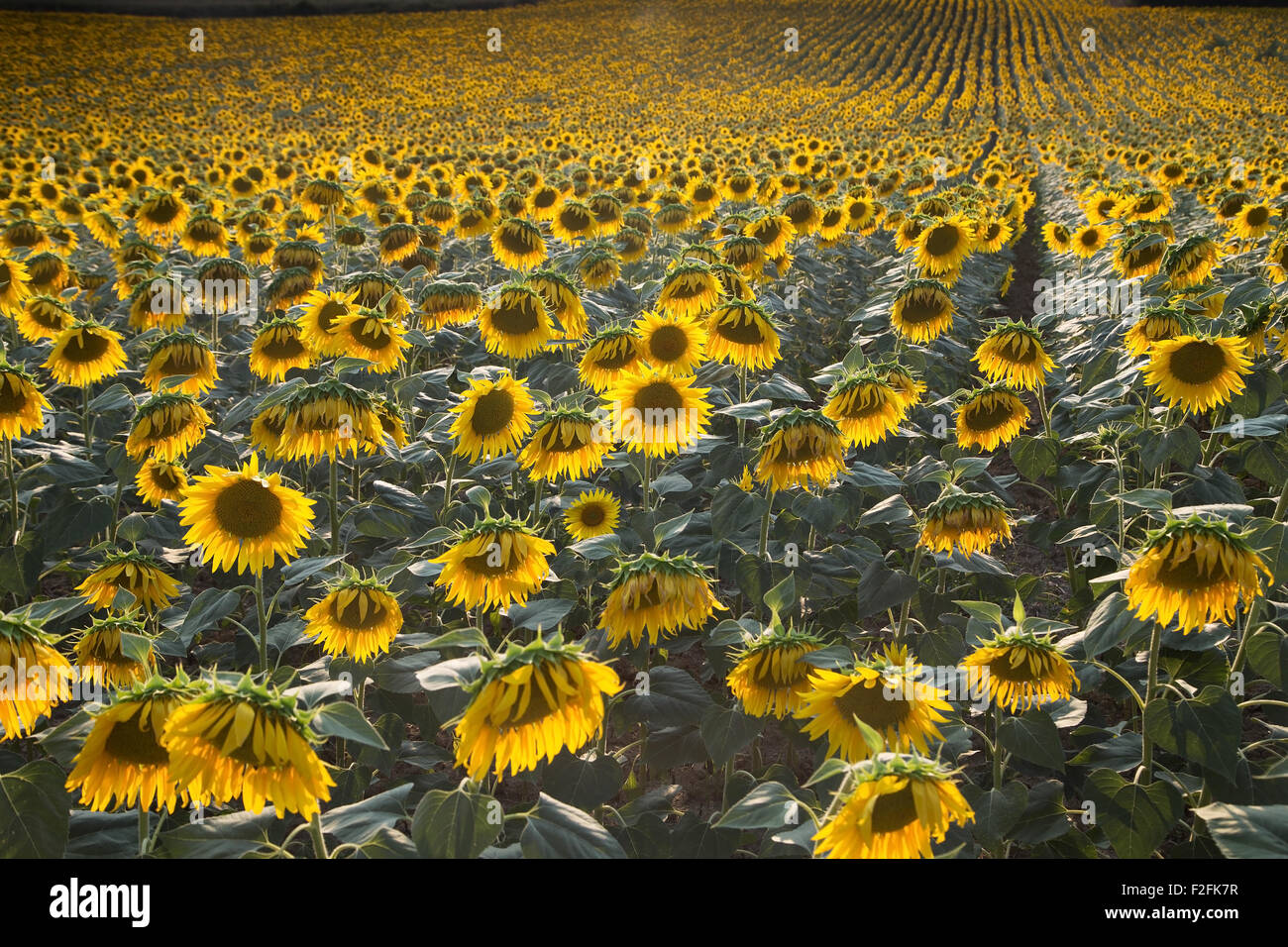 Fully grown sunflowers in a field in Europe Stock Photo Alamy