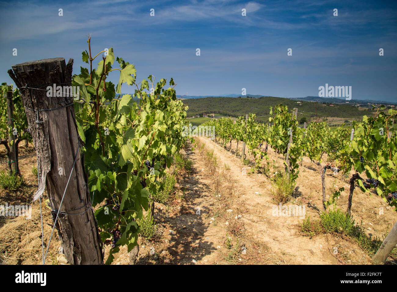 Grapes growing in the hills fo Tuscany in Italy Stock Photo Alamy