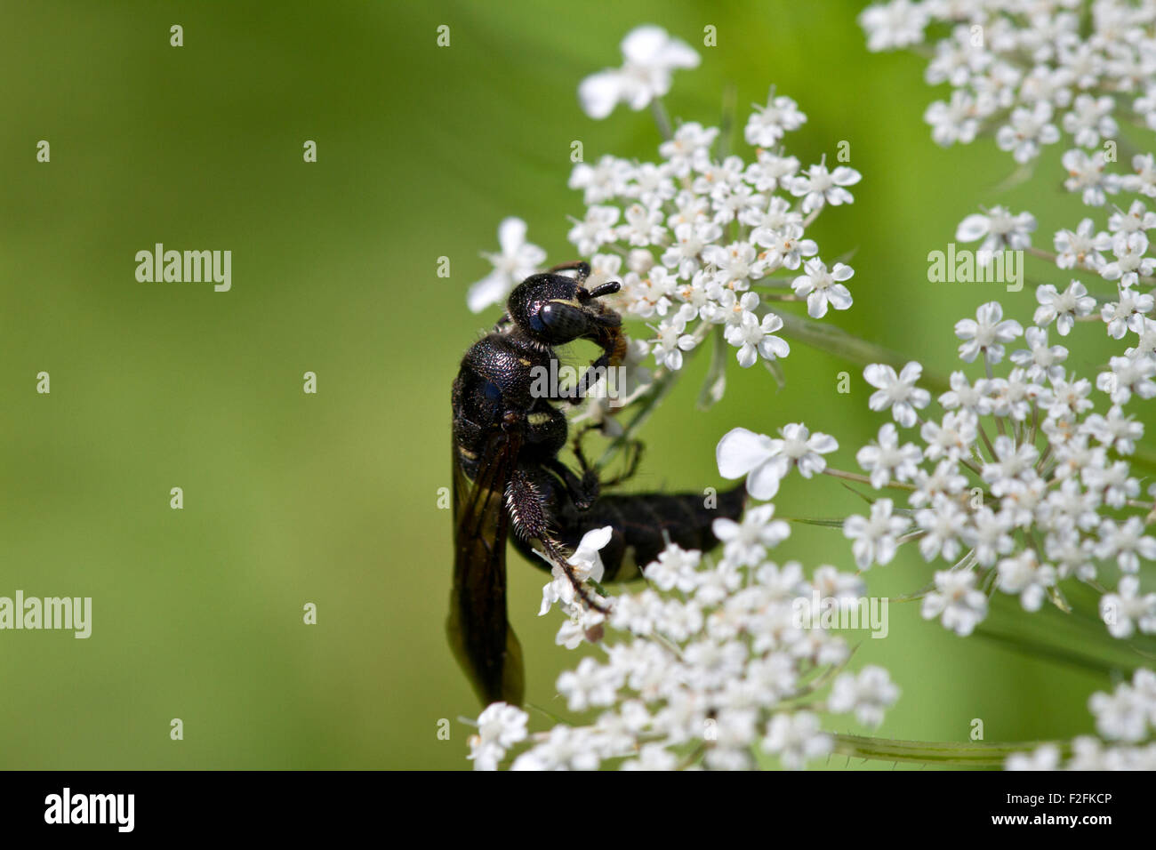 Wasp (Myzinum sp.) and queen Anne's lace flower. Stock Photo