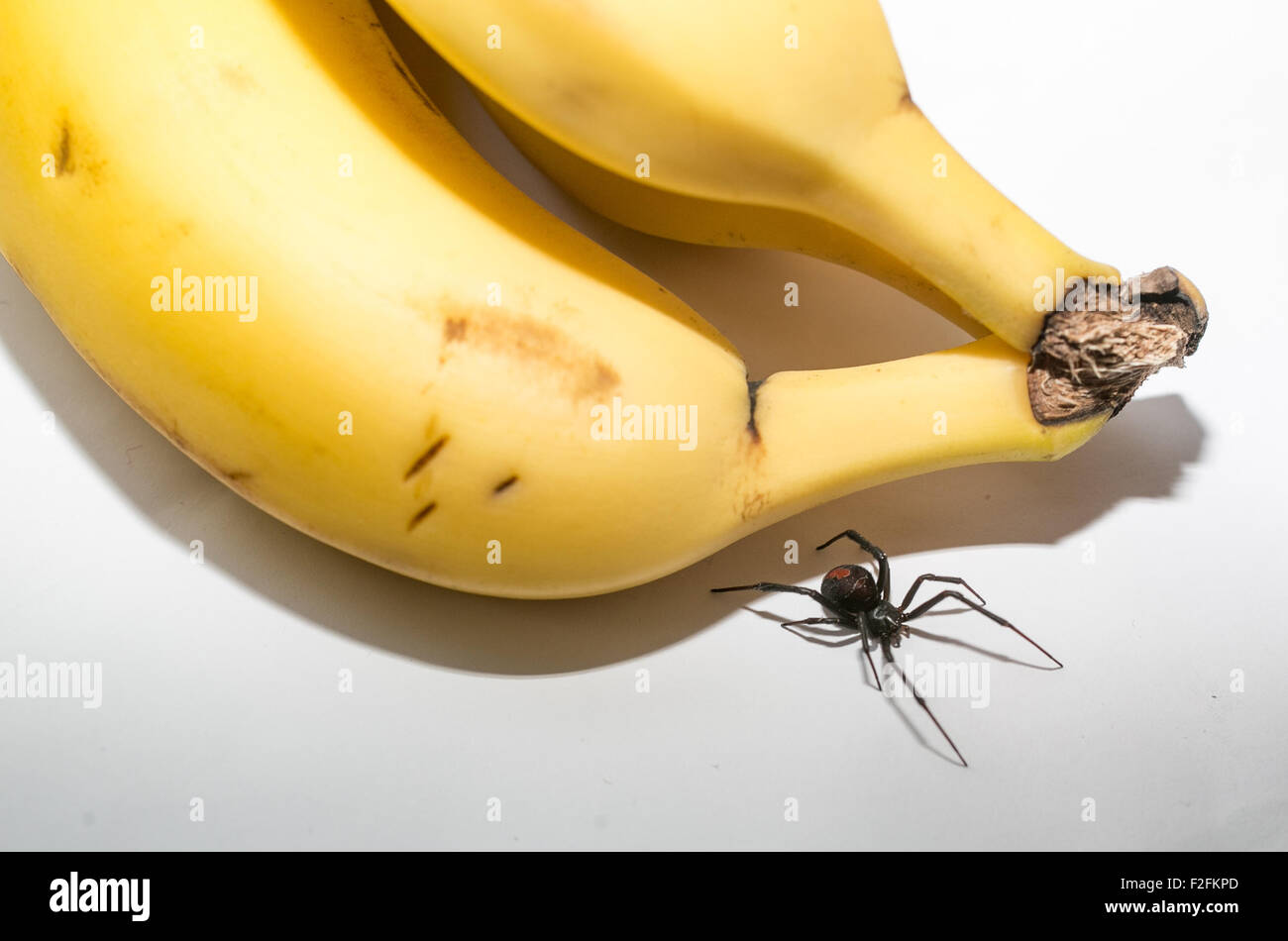 Redback spider next to a bunch of bananas, Australia Stock Photo