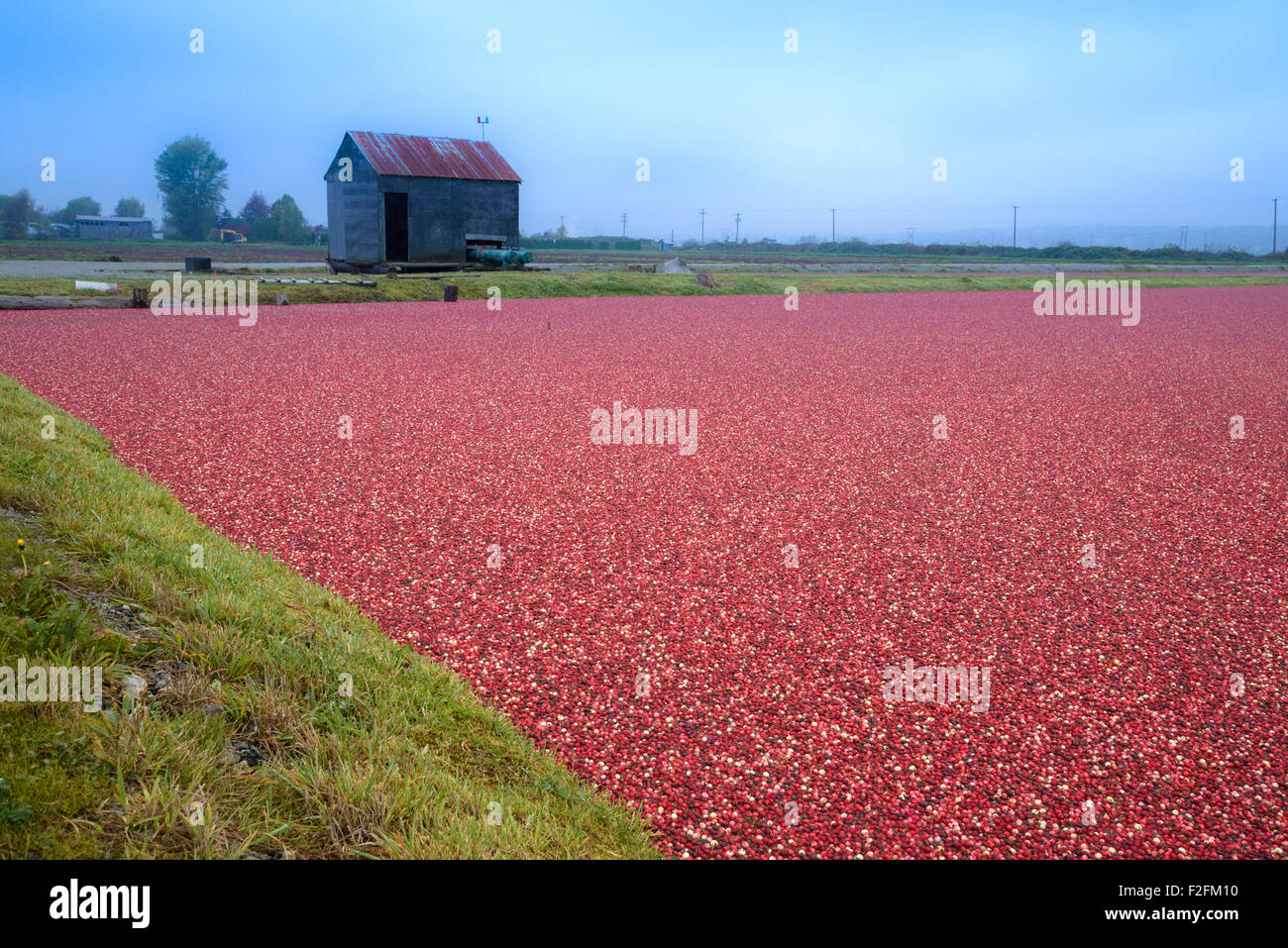 Cranberry harvest, Keefer Farms, Richmond, British Columbia, Canada Stock Photo