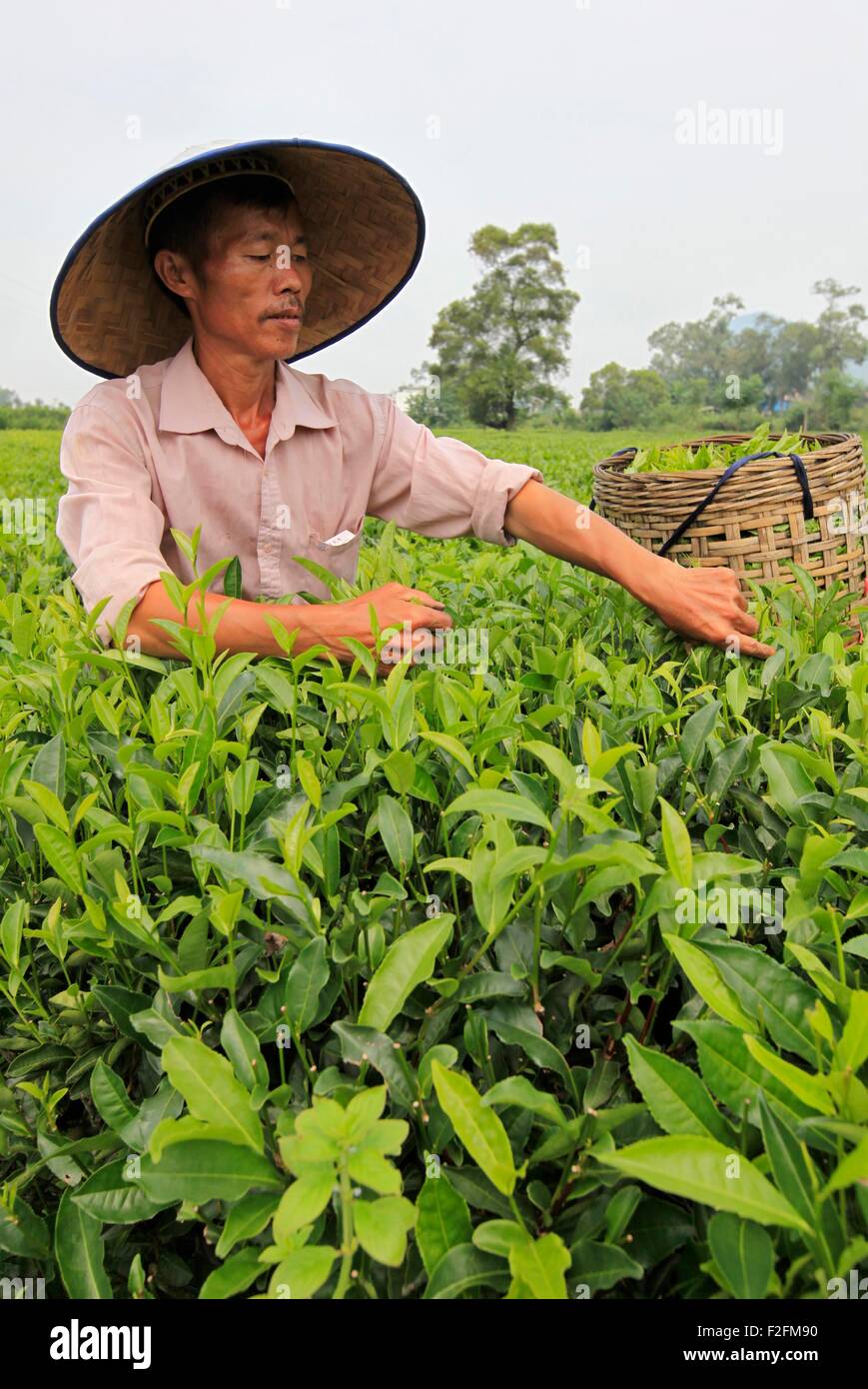 Liucheng, China's Guangxi Zhuang Autonomous Region. 17th Sep, 2015. A farmer picks tea leaves at a tea garden in Liucheng County, southwest China's Guangxi Zhuang Autonomous Region, Sept. 17, 2015. © Deng Keyi/Xinhua/Alamy Live News Stock Photo