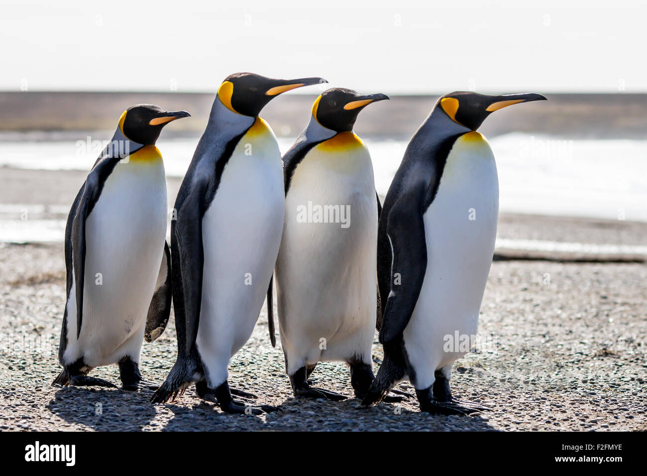 Four King Penguins (Aptenodytes patagonicus) standing together on a beach. Volunteer Point, Falkland Islands. Stock Photo
