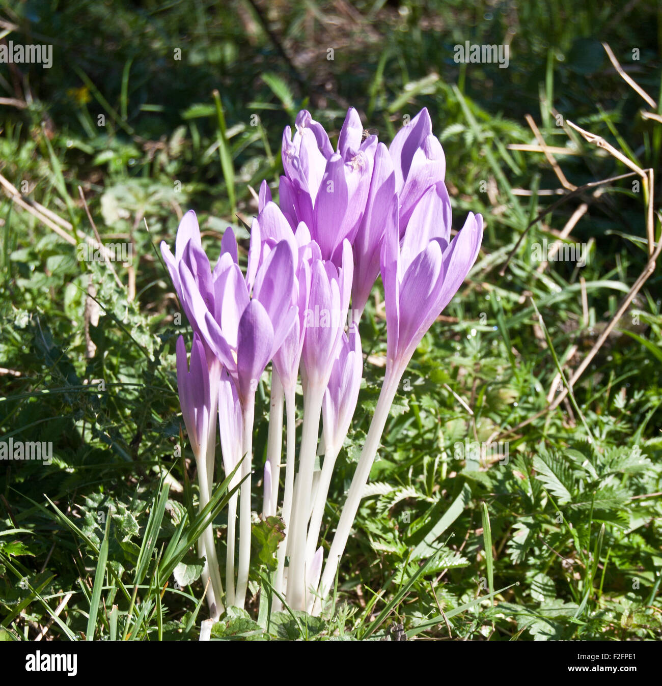 meadowsaffron (colchicum) flowers in autumn Carpathian mountains Stock