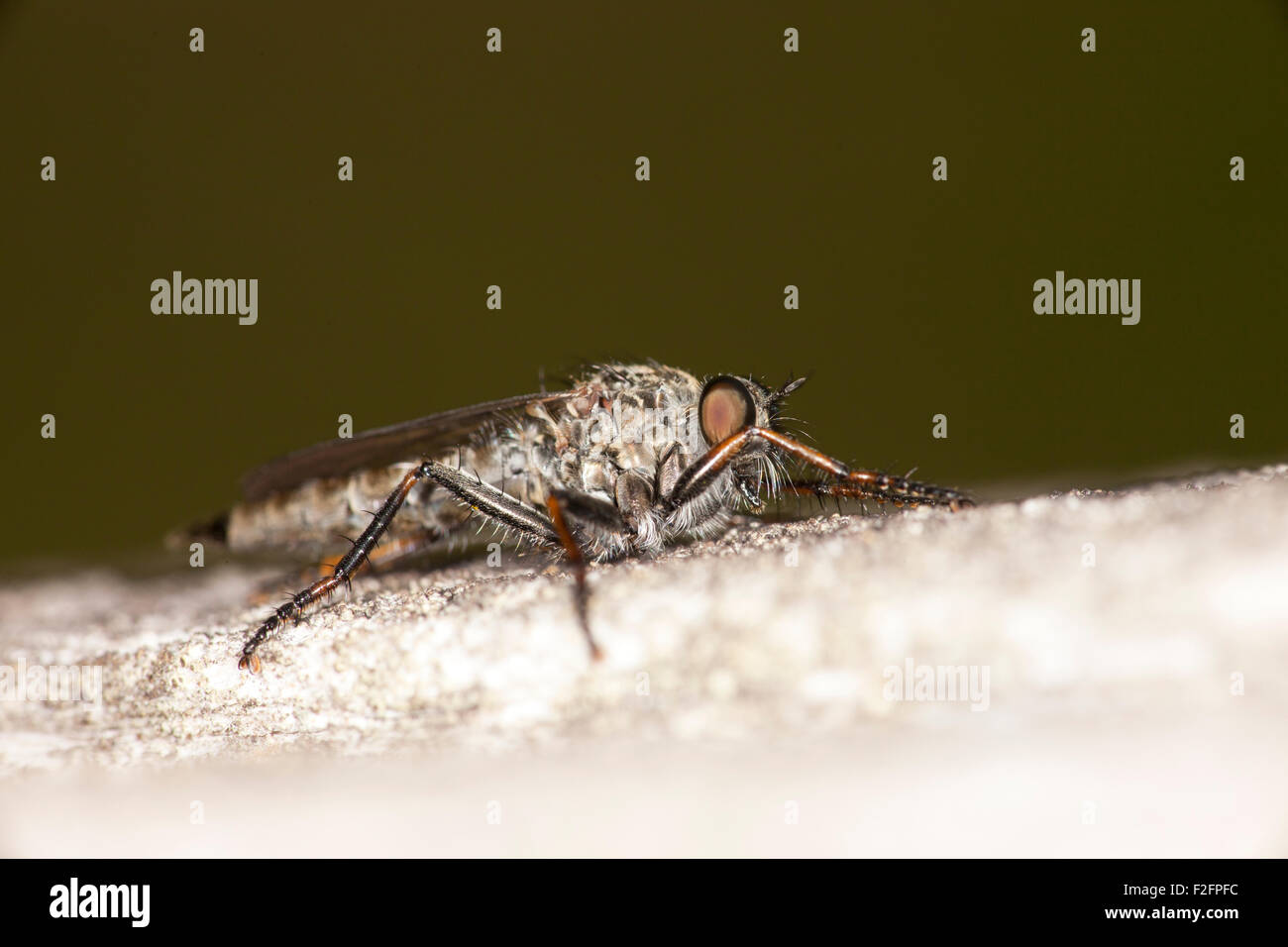 Close up on an ugly fly with big eyes Stock Photo