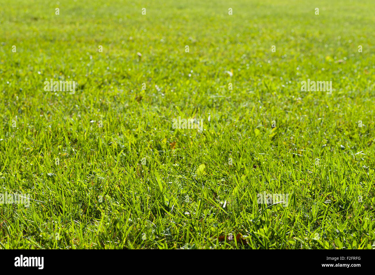 Green grass lawn under sunlight Stock Photo