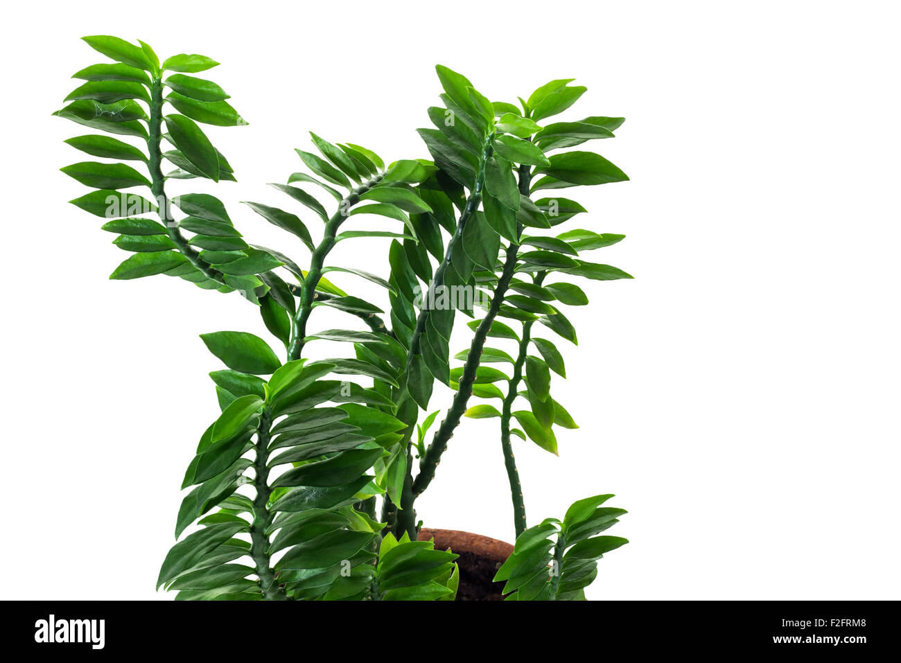 Pedilanthus Tithymaloides Nana or Green Devil's Backbone, herbal plant isolate on white background and clipping path Stock Photo