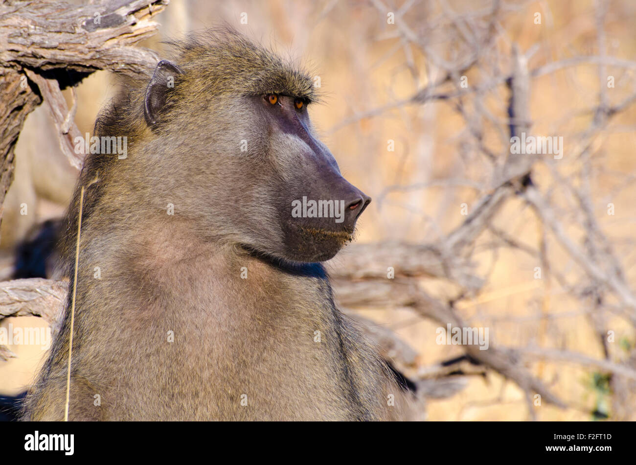 Male Baboon in northern Namibia (Zambezi region) Stock Photo