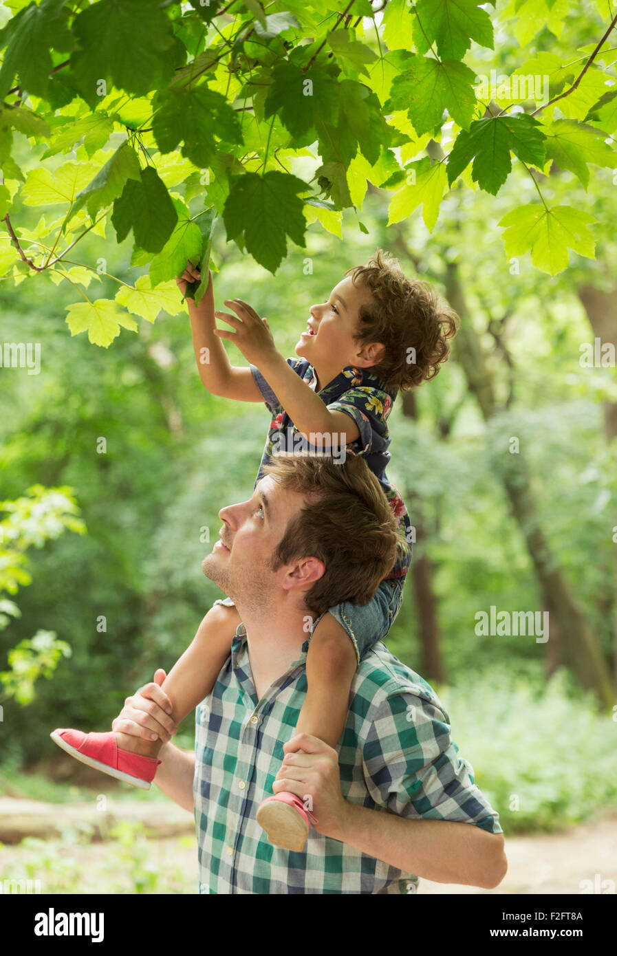 Father carrying son on shoulders reaching for tree leaves Stock Photo