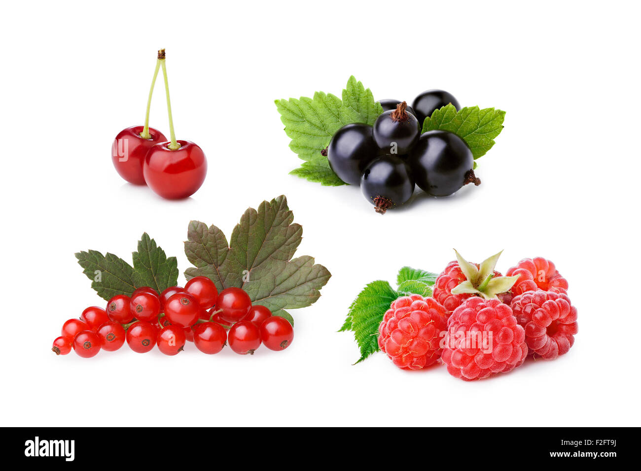 Set of isolated cultivated berries: blackcurrant, redcurrant, raspberry,sour cherry. Studio shot, infinite depth of field, retou Stock Photo