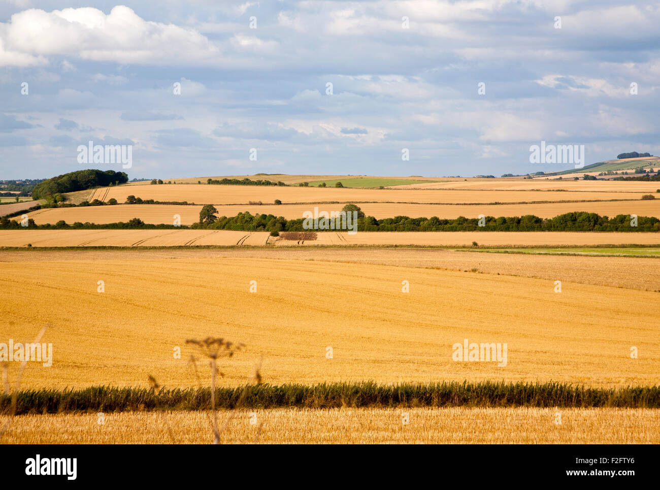 Summer chalk landscape of golden rolling arable fields view north west from near Aldbourne, Wiltshire, England, UK Stock Photo