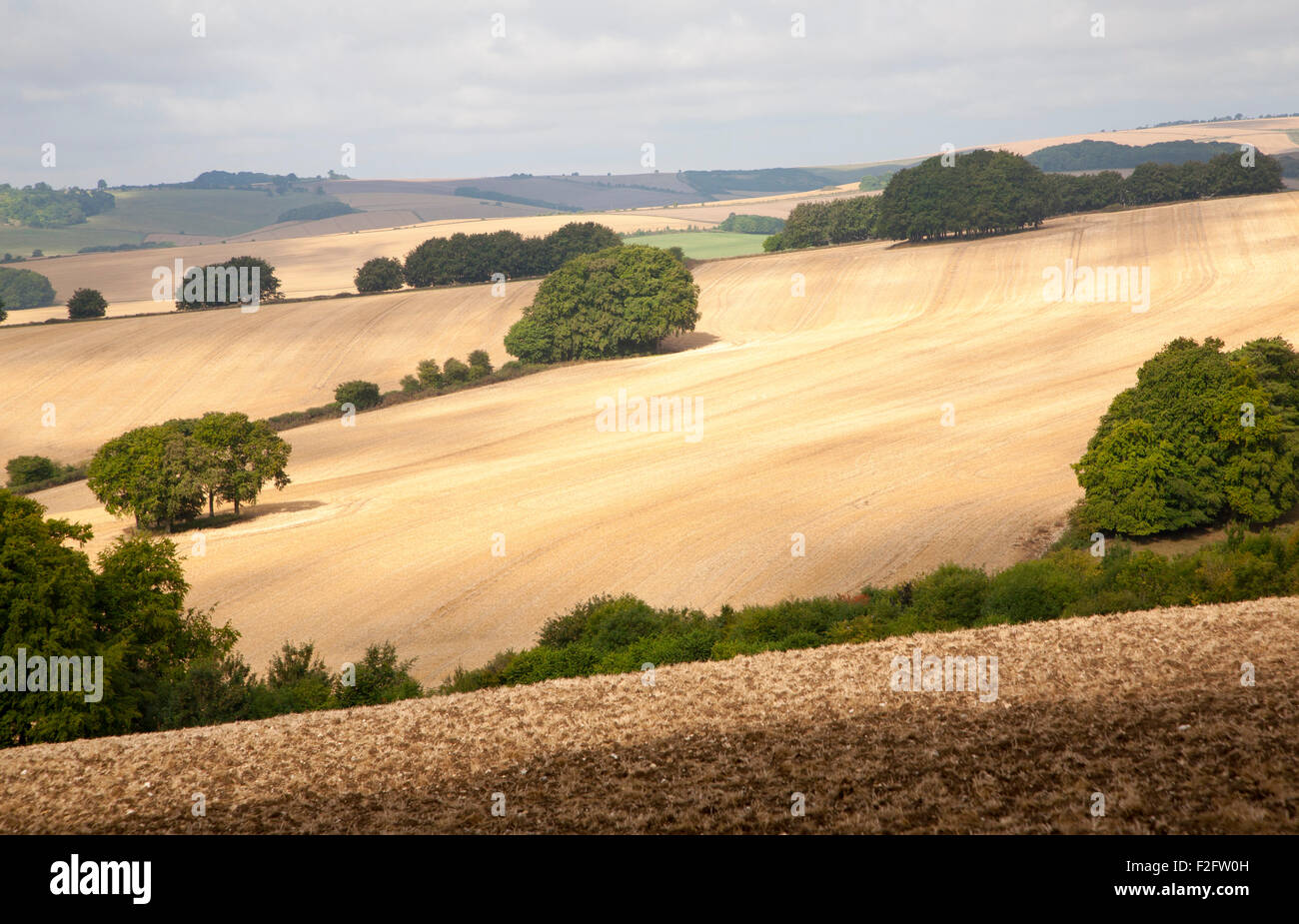 Rolling countryside arable fields in summer on chalk downland near Aldbourne, Wilsthire, England, UK Stock Photo