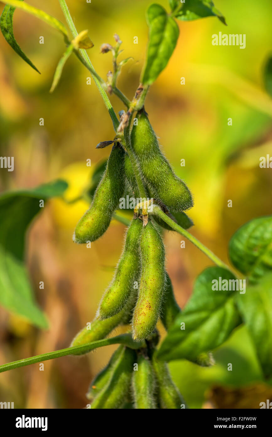 Soybean crops in field, young green soya bean growing on plantation, selective focus. Stock Photo