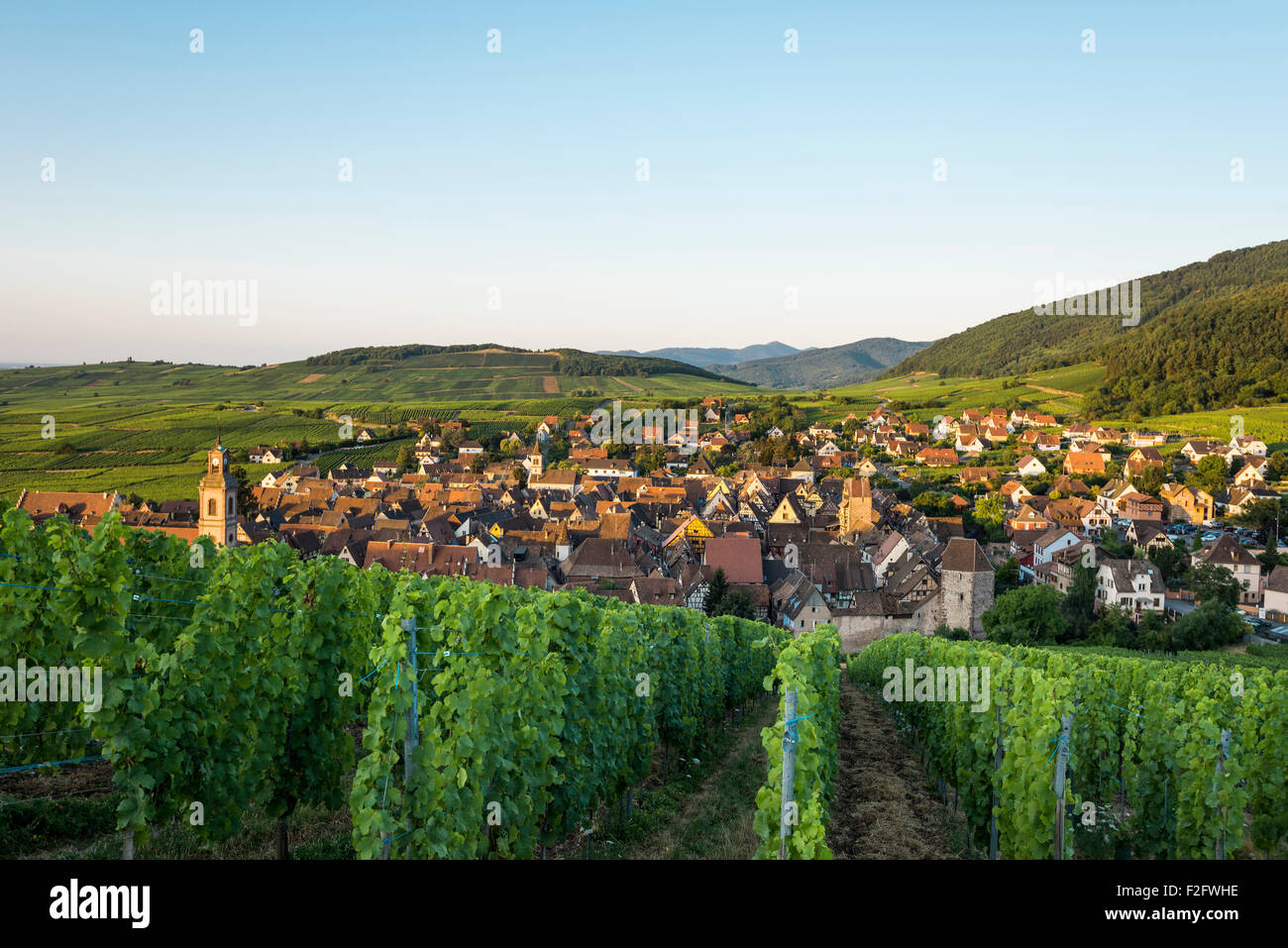 Village and vineyards at sunrise, Riquewihr, Alsace, France Stock Photo
