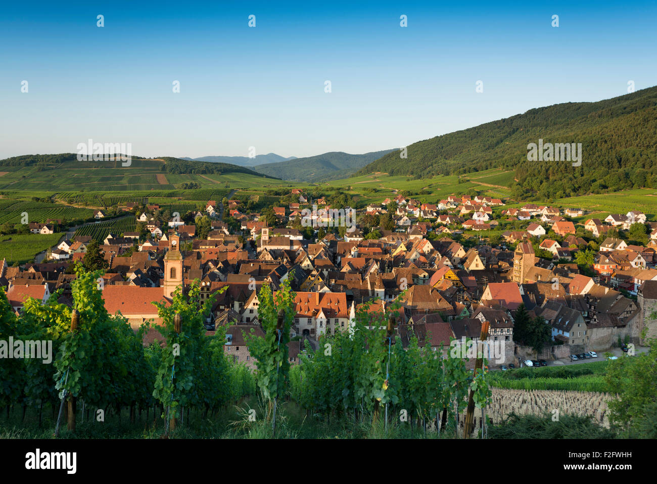 Village and vineyards at sunrise, Riquewihr, Alsace, France Stock Photo