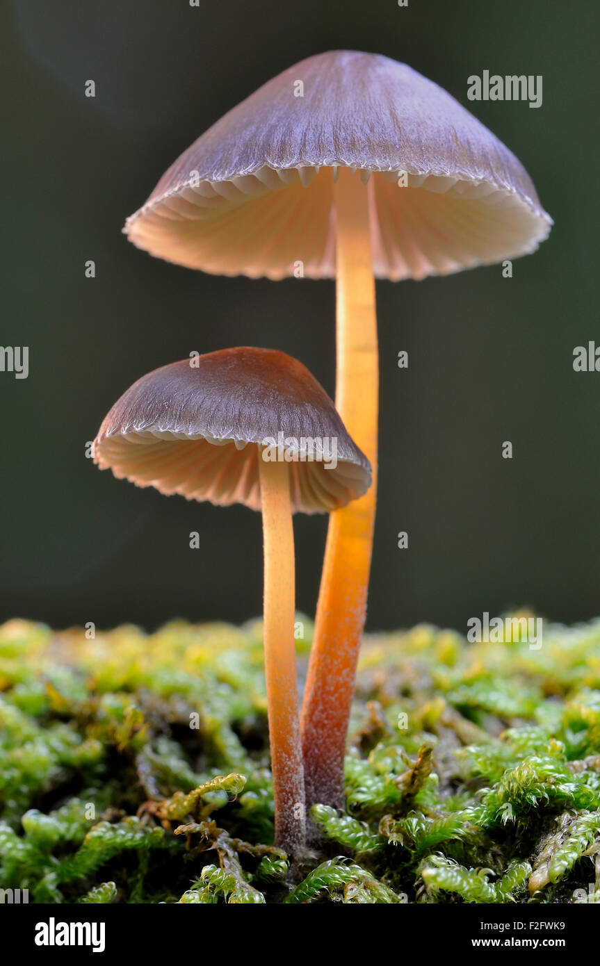 Bleeding fairy helmet (Mycena Haematopus), North RhineWestphalia
