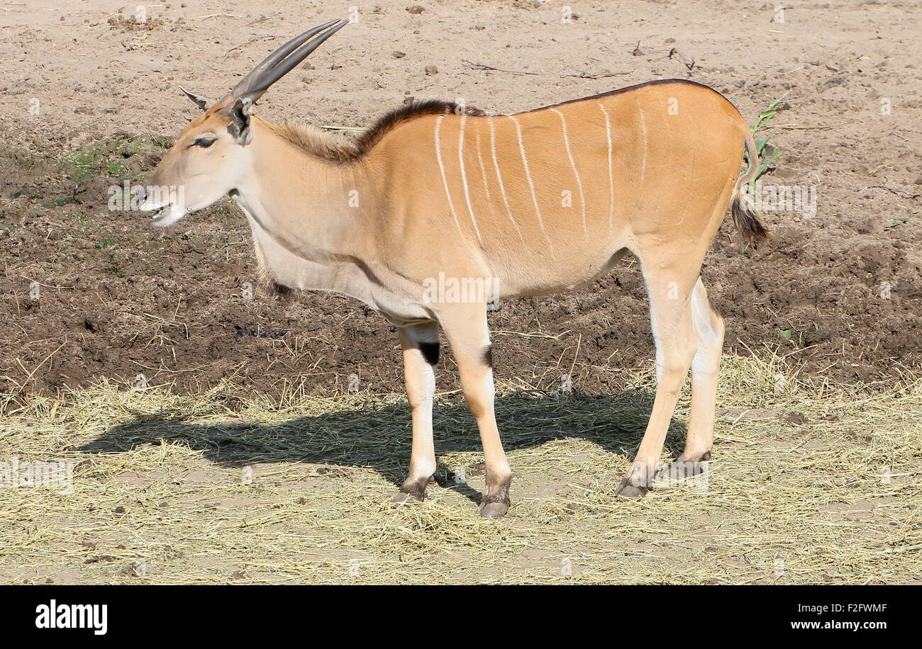 Southern or Common Eland antelope (Taurotragus oryx), native to the Southern and East African plains Stock Photo