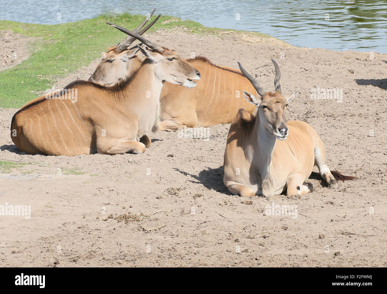 Three ruminating Southern or Common Eland antelopes (Taurotragus oryx), native to the Southern and East African plains Stock Photo