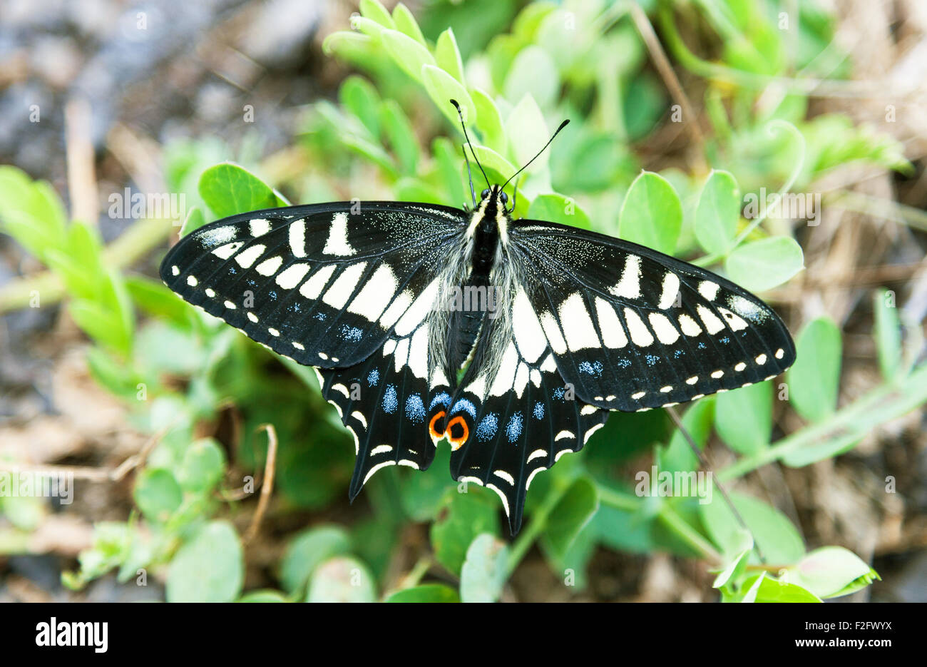 Anise swallowtail butterfly (Papilio zelicaon) Ucluelet, British Columbia, Canada Stock Photo