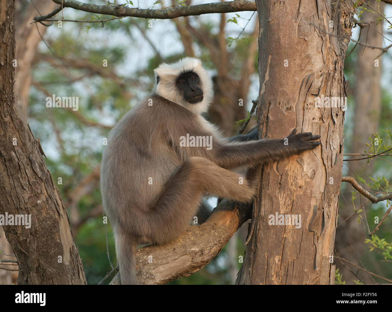 The image of Tarai Grey Langur ( Semnopithecus hector ) was shot in Corbett national park -India Stock Photo