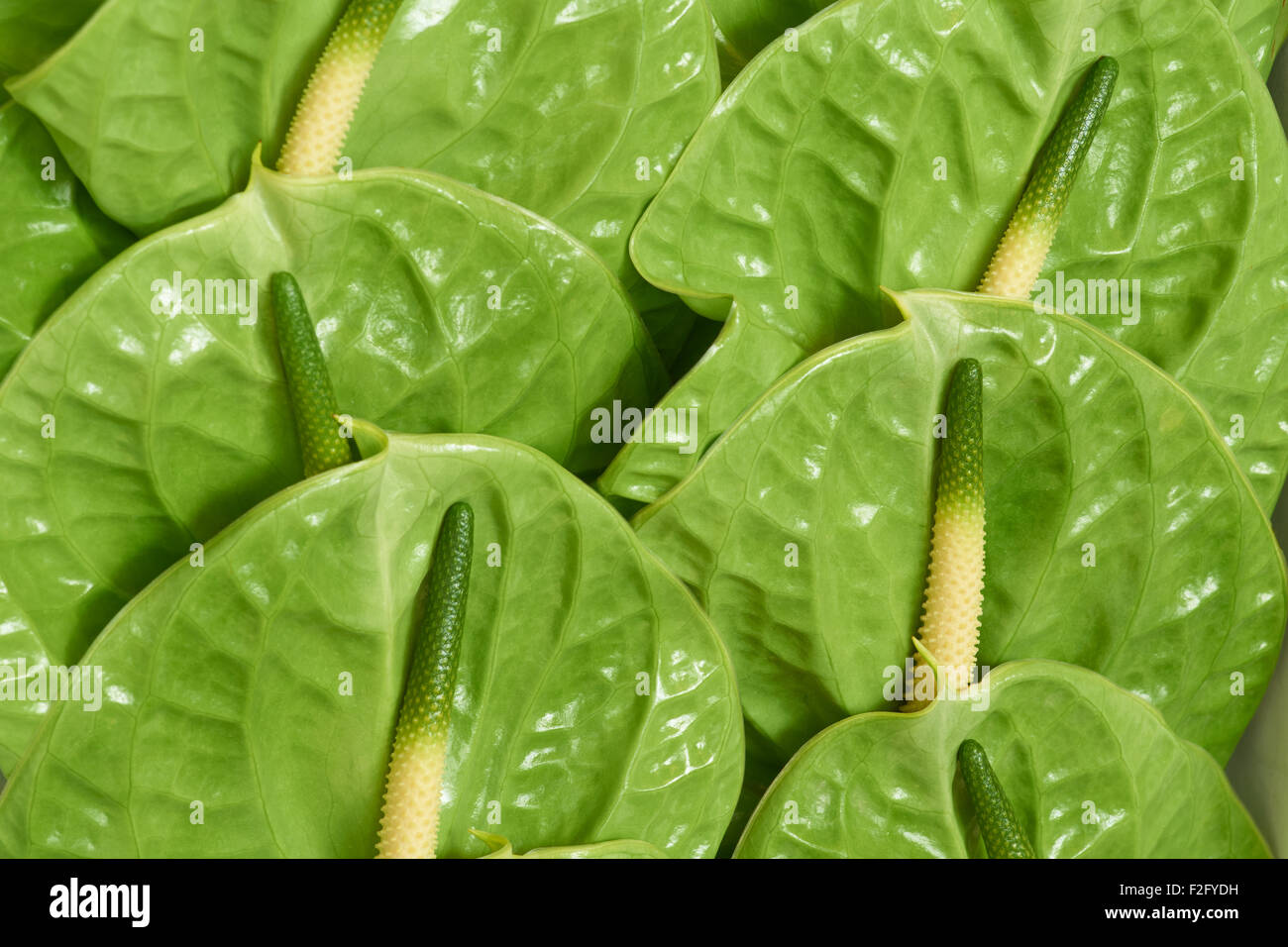 Many flowers of Anthurium Midori shot in the box Stock Photo