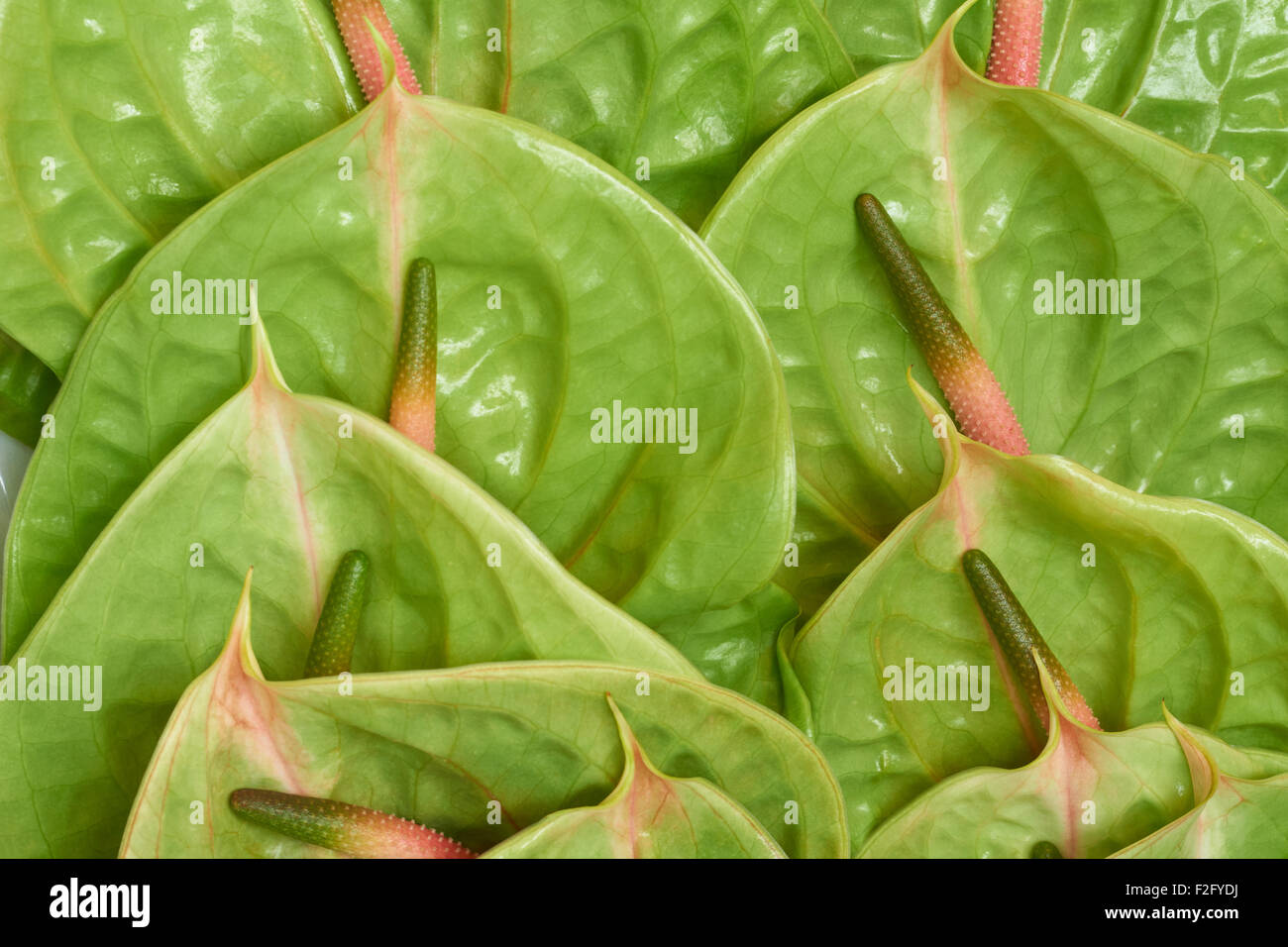 Many flowers of Anthurium Pistachio shot in the box Stock Photo