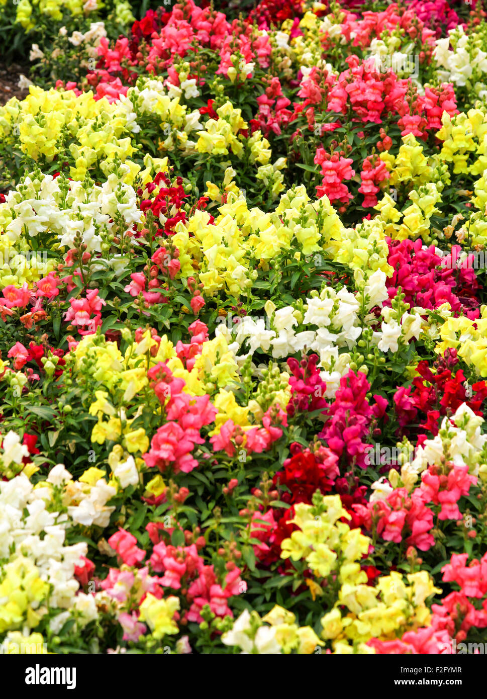 A colourful display of Antirrhinums commonly known as dragon flowers or snapdragons Stock Photo